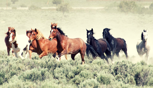 A Story of a Viking Horse, Revenge Attacks, and a Kept Promise