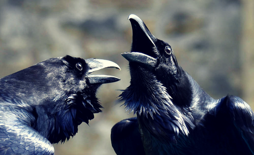 Huginn and Muninn were the Odin's constant companions