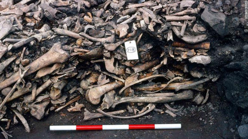 Viking Mass Grave Found Might Belong To the Viking Great Army