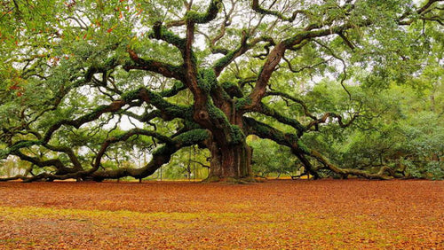 Great Tree of Life in Norse mythology 