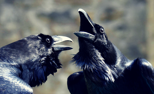 Huginn and Muninn were Odin's ravens. They were also the Viking ravens that the Viking respected and worshipped