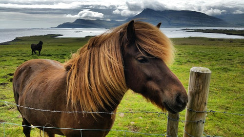 Because of a Horse, A Viking Could Kill You